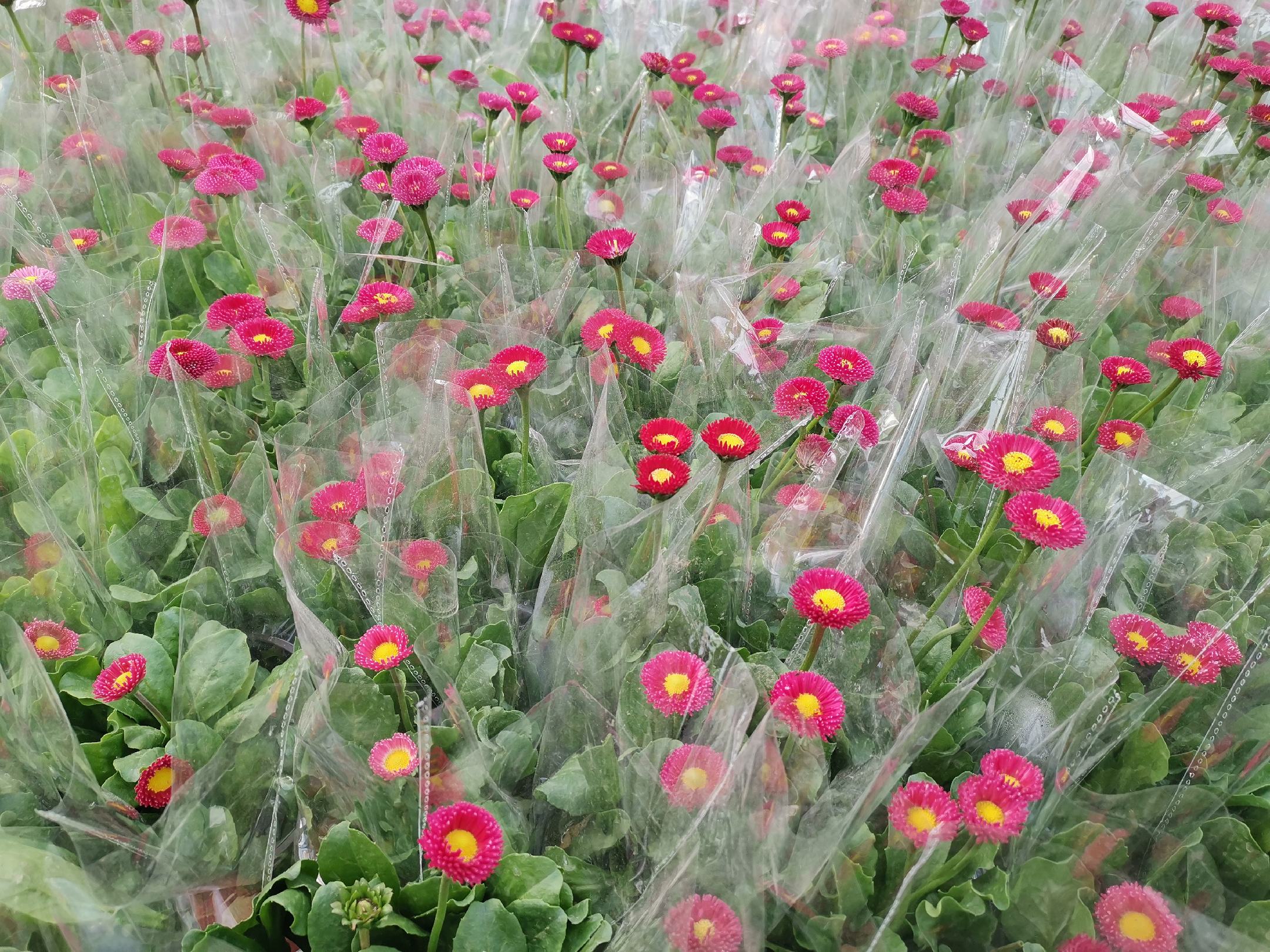 莫奈月季切花包装与花艺应用展示