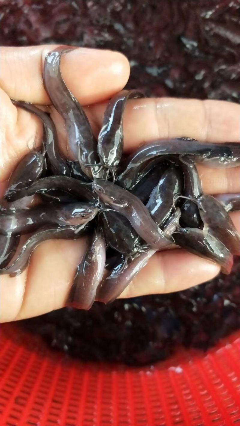 鲶鱼苗,3-7公分,鱼场养殖专用,长势快