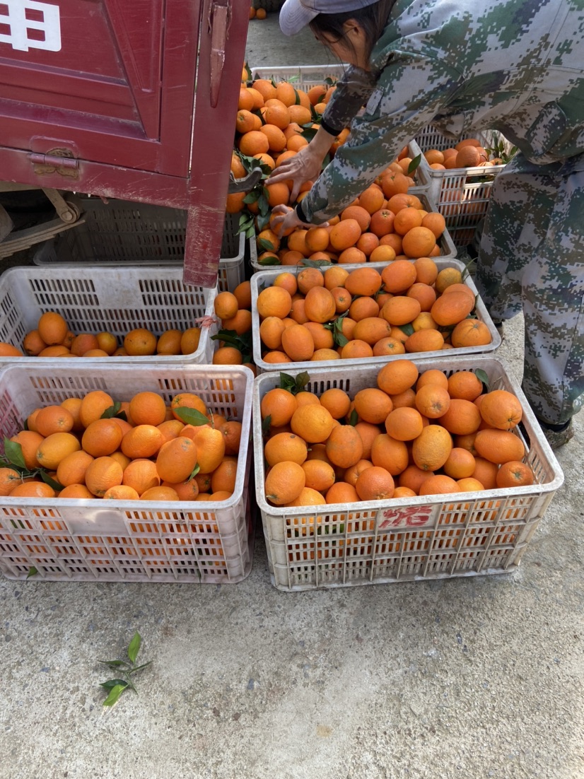 [橙子批发]湖北橙子叶橙大小均匀农户一手货源 产地批发价格0.