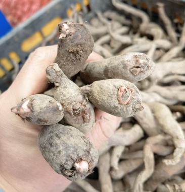 杂交魔芋鄂芋一号魔芋种子一代魔芋边芽二代魔芋花魔芋种魔芋