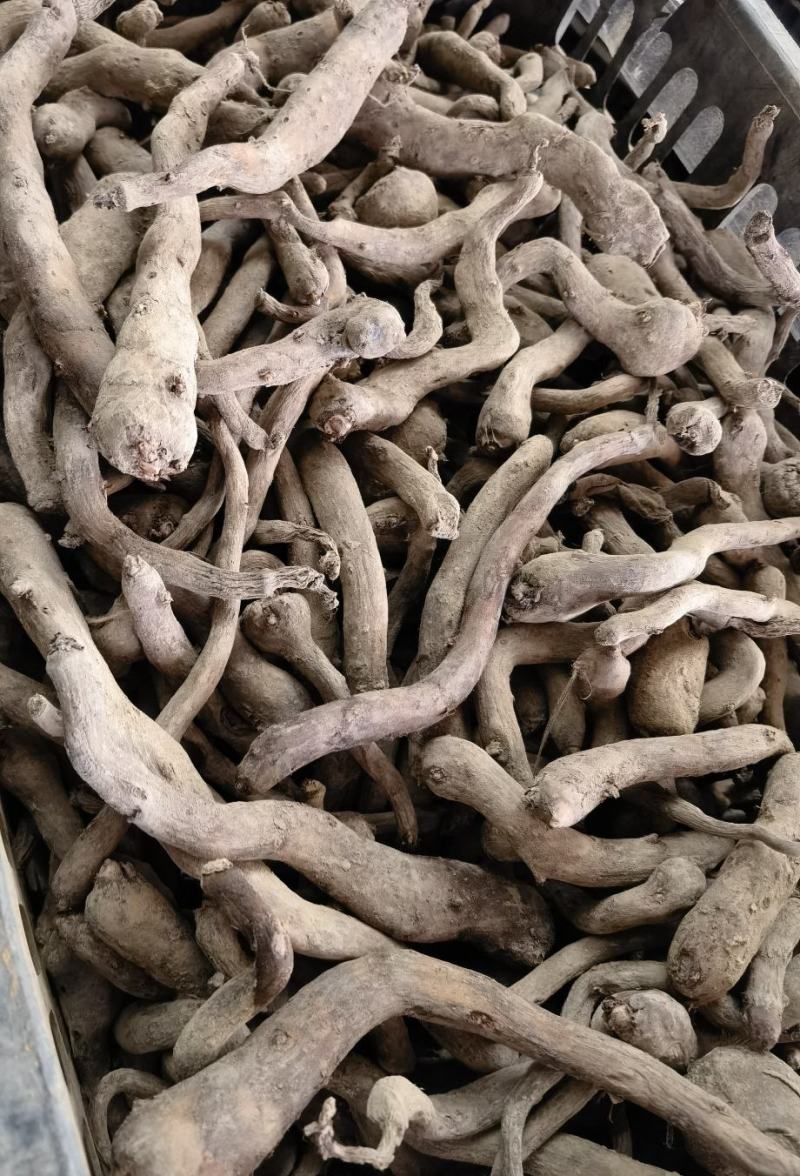 杂交魔芋鄂芋一号魔芋种子一代魔芋边芽二代魔芋花魔芋种魔芋