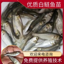 白鲢鱼苗(洪湖本地孵化鱼苗)长势快，成活率高