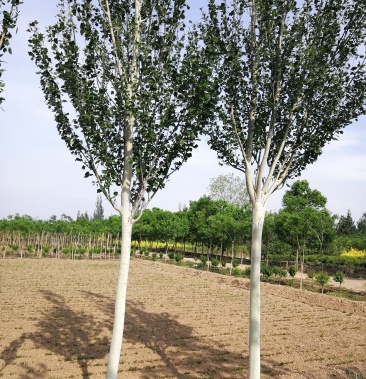 [杨树批发]新疆杨,各种规格齐全,物美价廉.价格50.00元/棵 - 一亩田