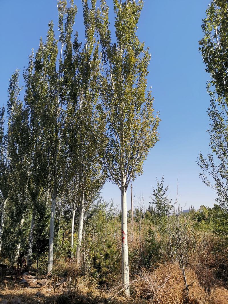 新疆杨各种规格都有量大从优
