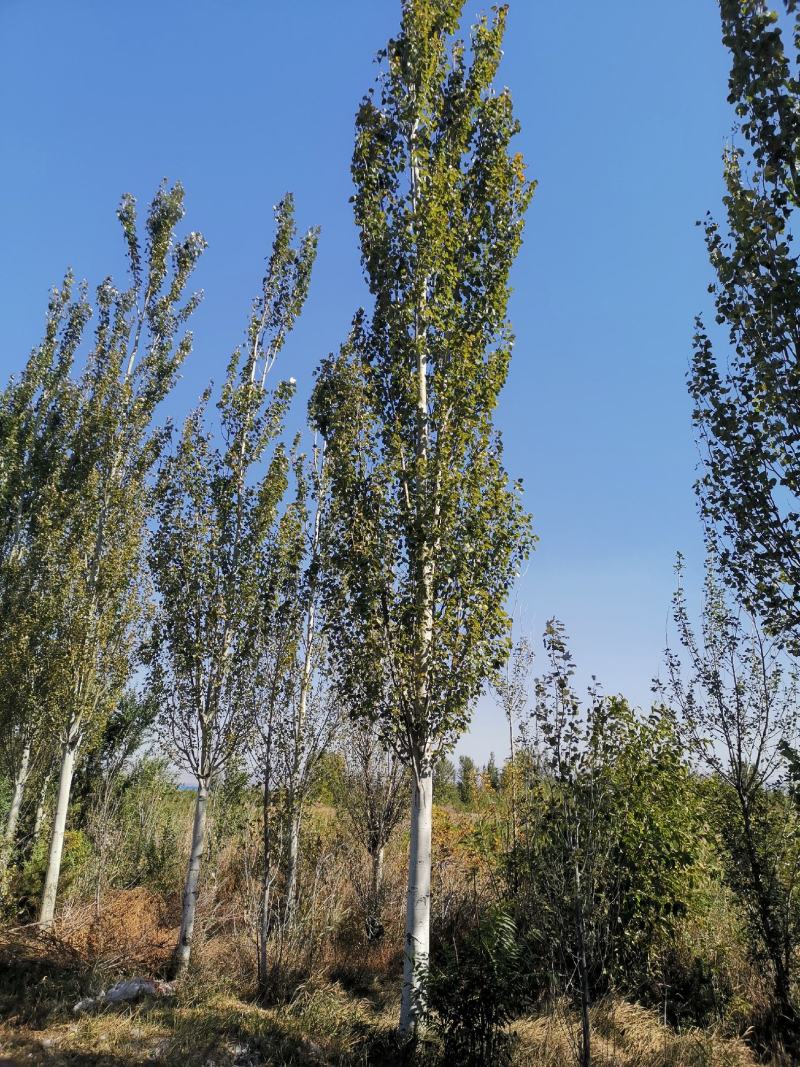 新疆杨各种规格都有量大从优