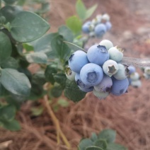 蓝莓大量上市了，支持批发跟一件代发，欢迎老板咨询选购