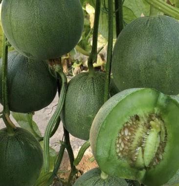 绿皮甜瓜 质量好 皮薄爽口 口感香脆 甜度很高