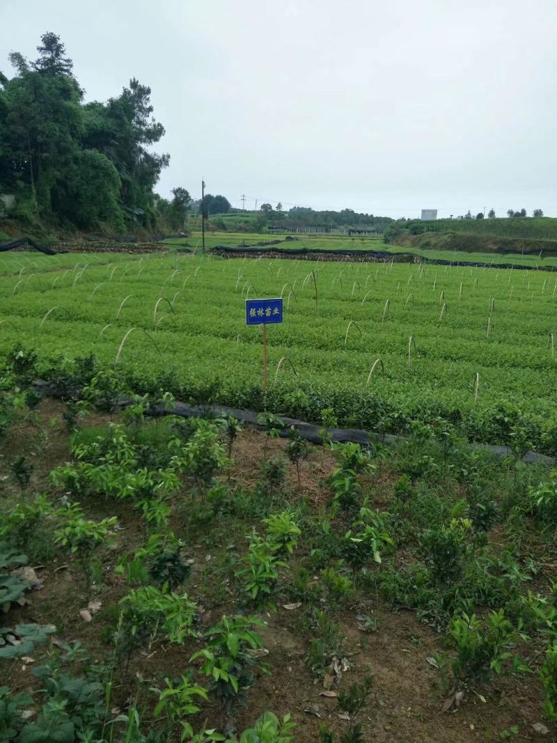 茶苗安吉白茶茶苗