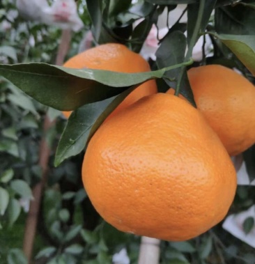 春见柑橘耙耙橘水分充足柑橘