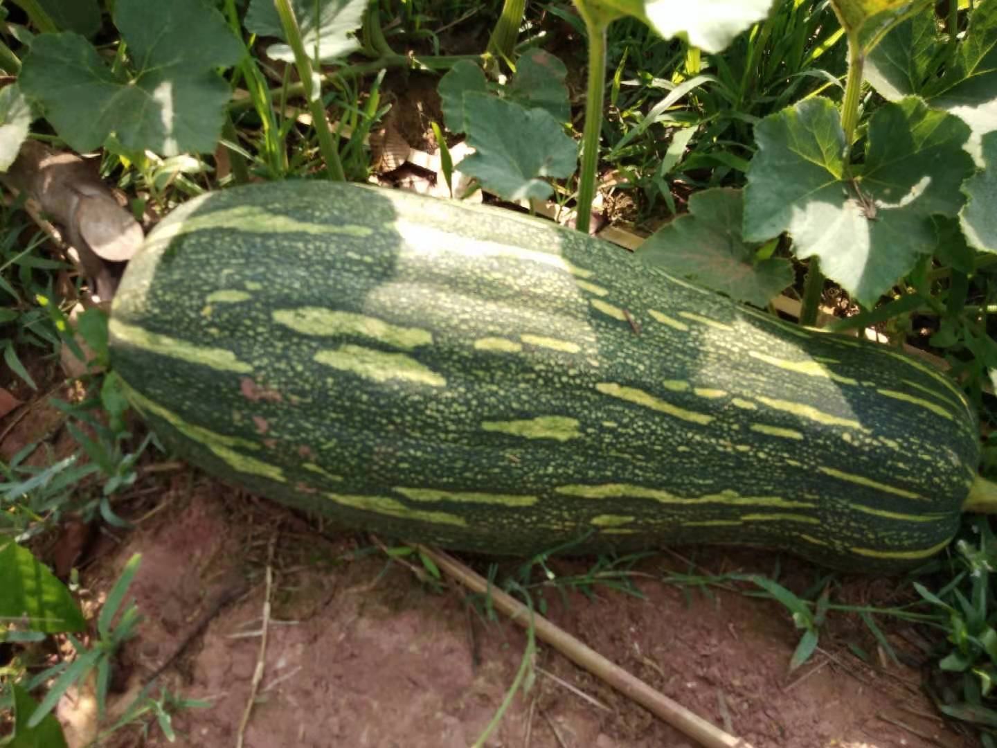 蜜本南瓜整体外观特写