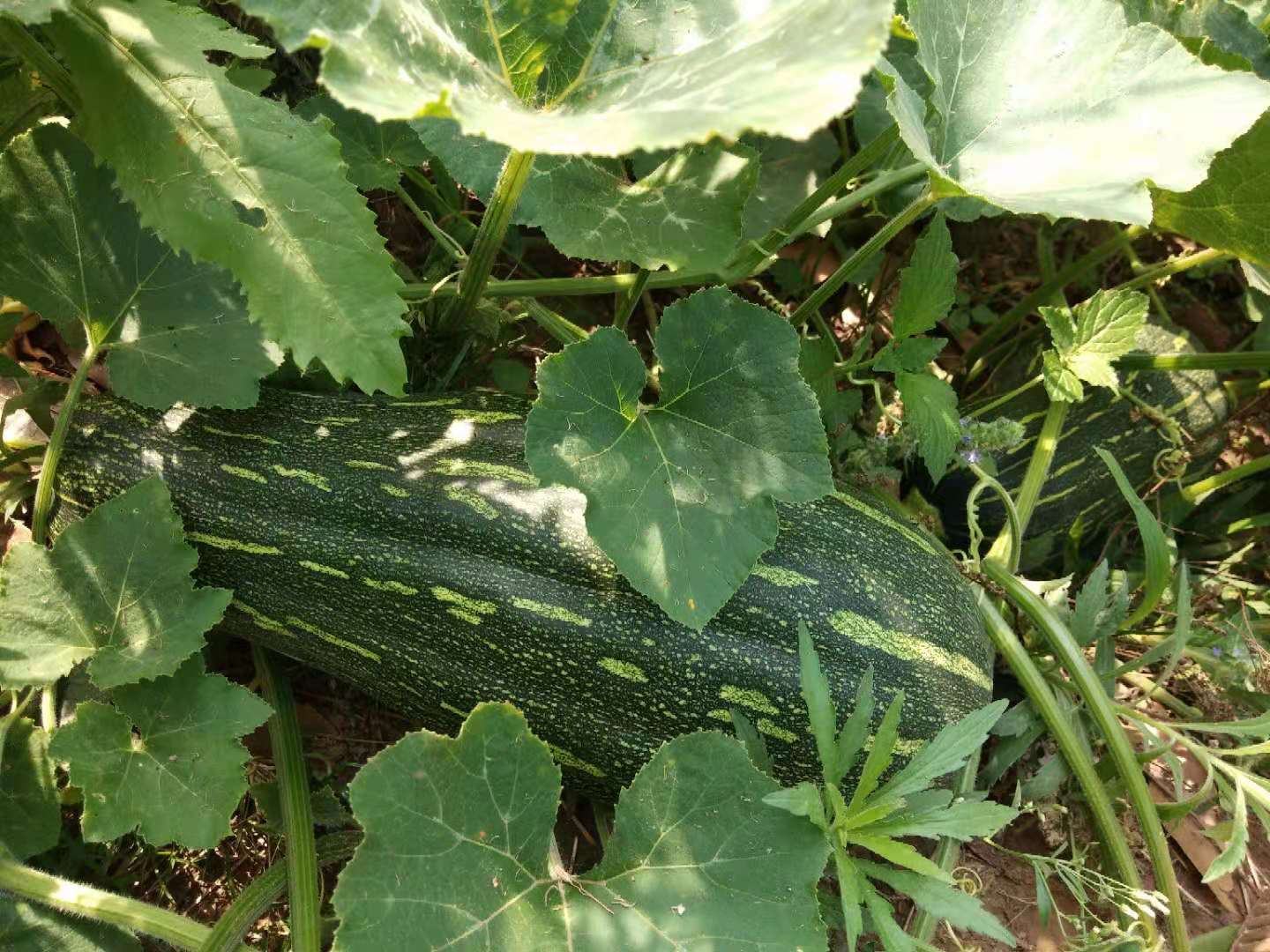 蜜本南瓜幼苗田间生长图