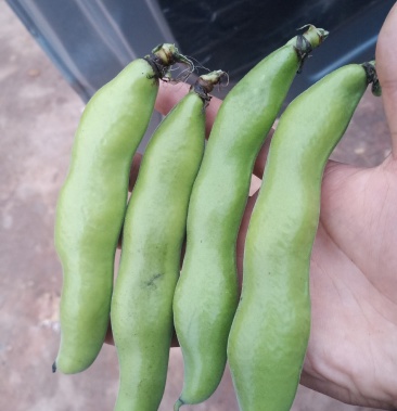 四川精品大白蚕豆尾期了马上下架了