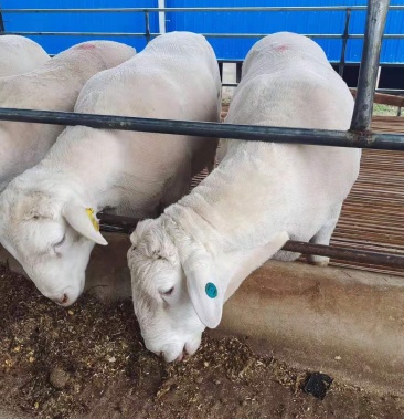 [活羊批发]自繁自养澳寒改良价格1600.00元/只 - 一亩田