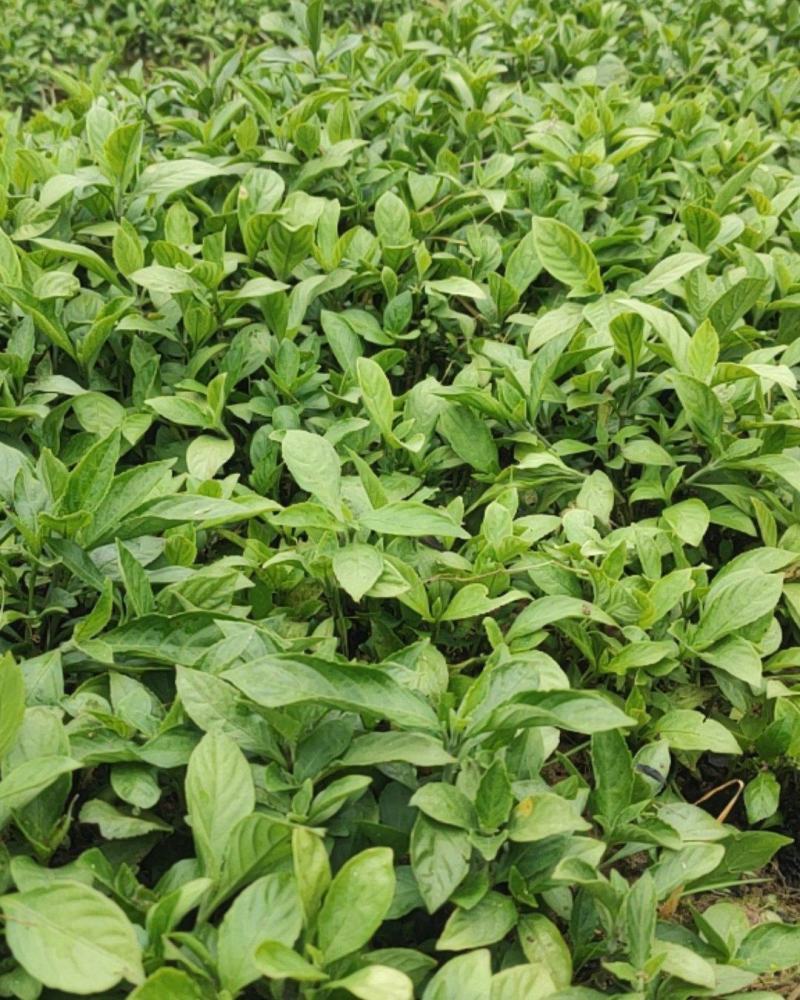 板蓝根苗南板蓝根苗中药材育苗