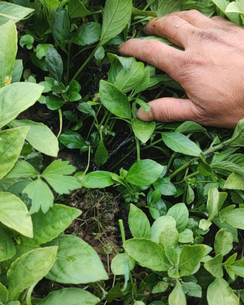 板蓝根苗南板蓝根苗中药材育苗