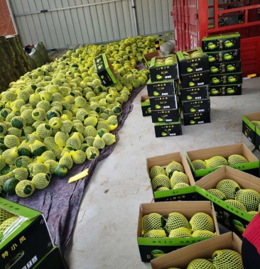 [特小凤西瓜批发]特小凤～金品价格2.30元/斤 - 一亩田