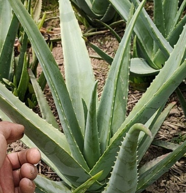 库拉索芦荟食用芦荟