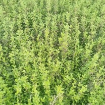 小叶扶芳藤.基地直发，自产自销.量大从优欢迎咨询