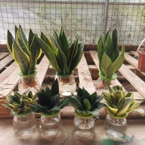 虎皮兰水培植物基地批发金边白玉品种齐全吸甲醛