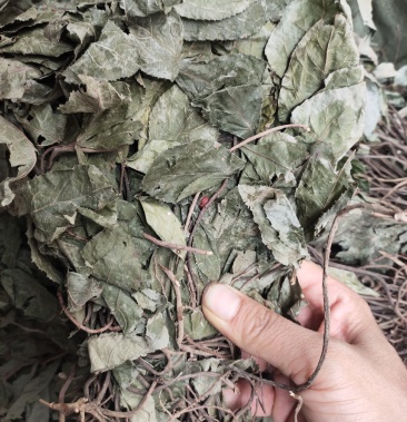 野生中药材不出林平地木整株发货