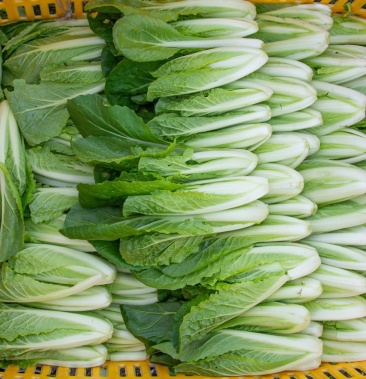 精品安徽小白菜奶白菜基地直供对接市场批发全国发货