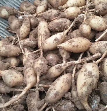 [郁金批发]郁金价格4.00元/斤 - 一亩田