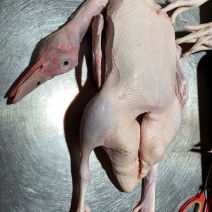 农场饲养冰鲜光鸭嫩鸭白鸭北京鸭烤鸭啤鸭