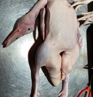 农场饲养冰鲜光鸭嫩鸭白鸭北京鸭烤鸭啤鸭