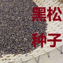 新采收黑松种子马尾松华山松油松种子松树林木绿化苗松