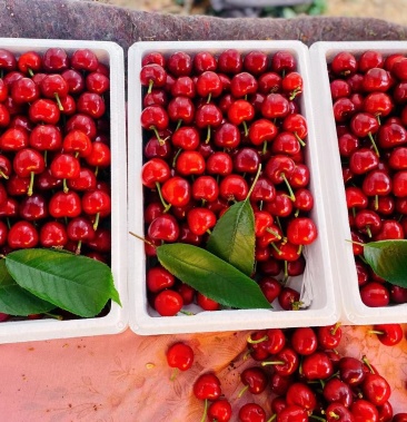 山东潍坊临朐美早大樱桃