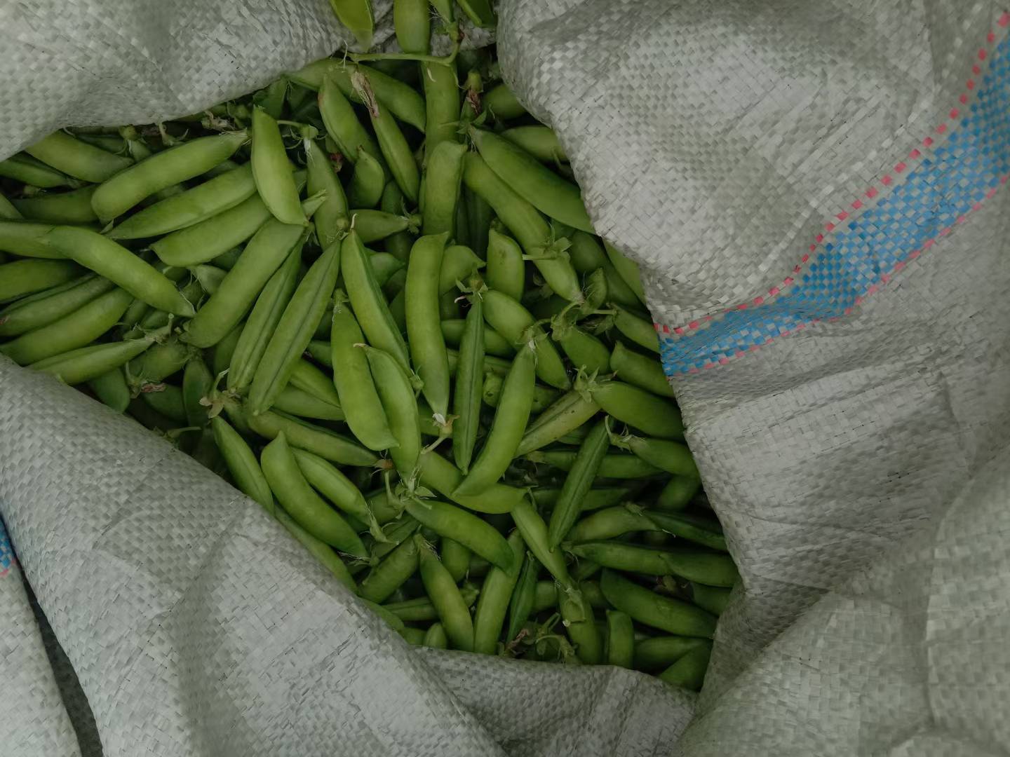 熟豌豆变质对比图