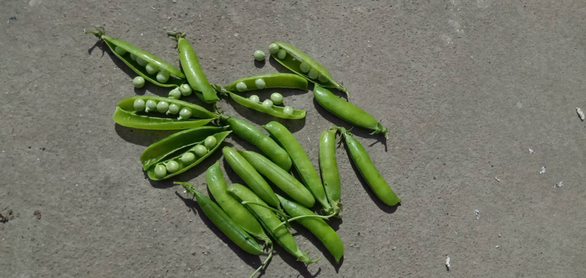 展示新鲜绿色豌豆豆荚打开后的内部结构,豆粒饱满翠绿 新鲜采摘的绿色豌豆特写