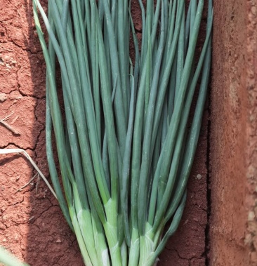 [红葱批发]云南优质精品小红葱价格1.80元/斤 - 一亩田