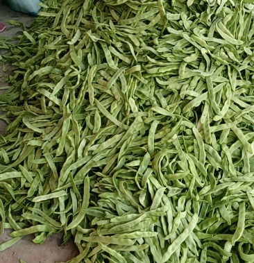 [扁豆批发]扁芸豆大量通货上市,东北货价格1.20元/斤 - 一亩田