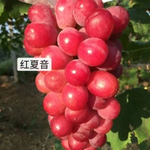 红夏音葡萄苗(红阳光),抗病粒大,糖度高,香味浓基地直发