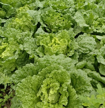 [帝王菜批发]麻叶菜价格1.10元/斤 - 一亩田