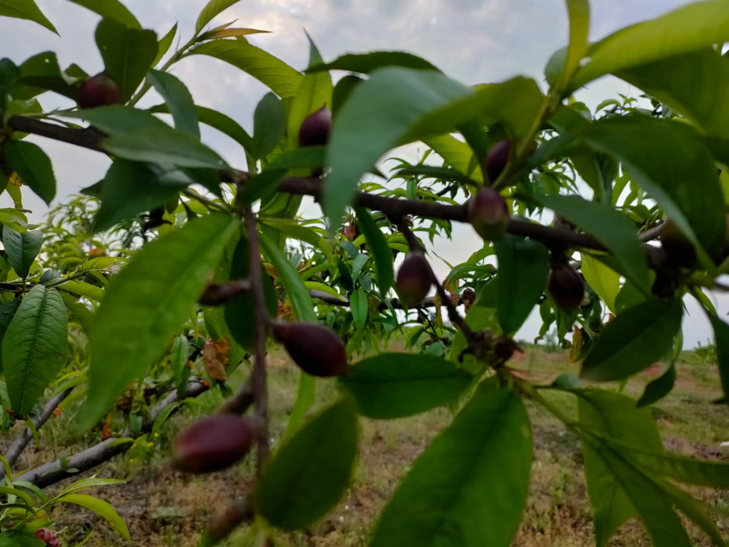 摄影微距镜头拍摄:一枝三年生红桃品种(编号HJ-2022)的完全开放花朵,背景虚化,花瓣表面可见细微脉络,花药饱满开裂,柱头湿润反光,体现典型蔷薇科桃属花器解剖结构 红桃(Prunus persica)盛花期特写,清晰展示5枚粉红色倒卵形花瓣、深褐色带绒毛花萼、20余枚白色花丝配橙黄花药,以及中央突出的绿色柱头