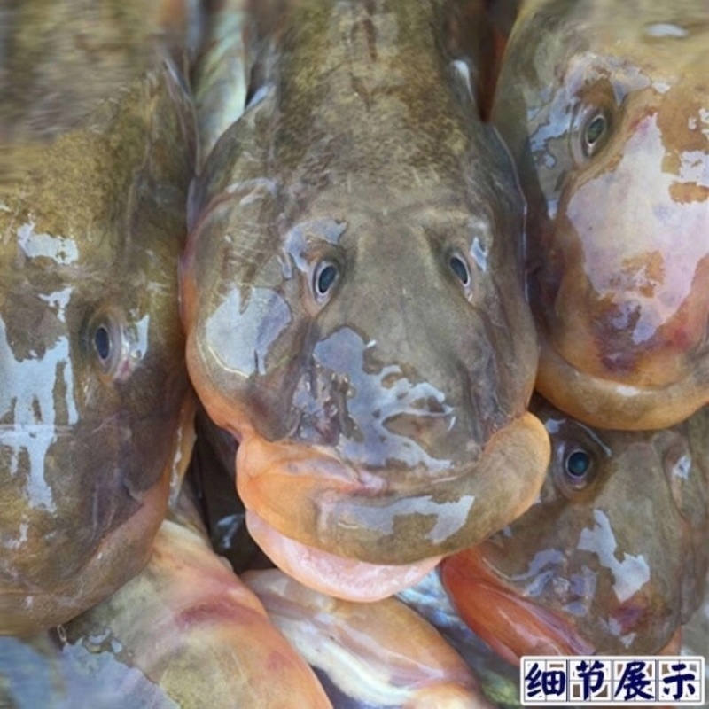 渤海湾狗光鱼带籽狗光鱼粘鱼不带籽狗光鱼各型号