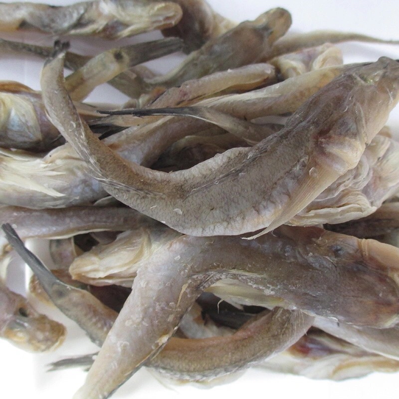 [沙逛鱼批发]山东滨州沾化区沙逛鱼 22.00元/斤渤海湾狗光鱼 _ 一亩田