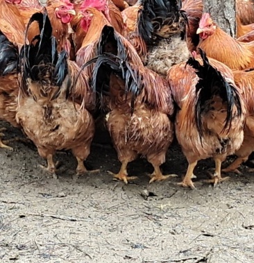 [活鸡批发]潲水鸡价格12.50元/斤 - 一亩田