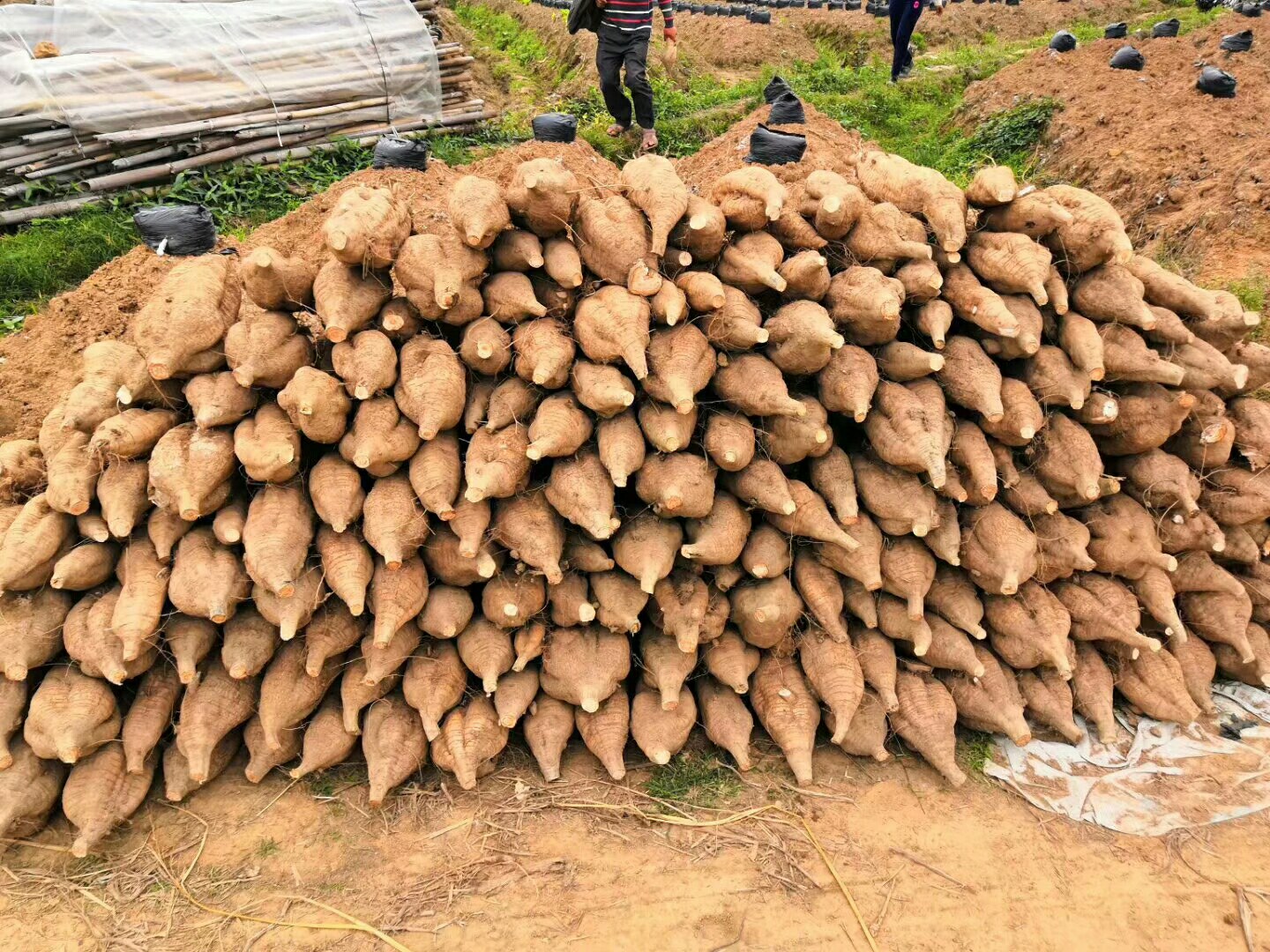 粉葛片浸泡过程