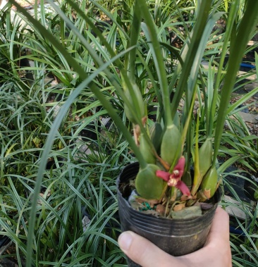 [兰花批发]咖啡兰价格35.00元/棵 - 一亩田