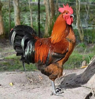 巨型九斤红红玉大公鸡半斤左右脱温鸡纯种批发零售