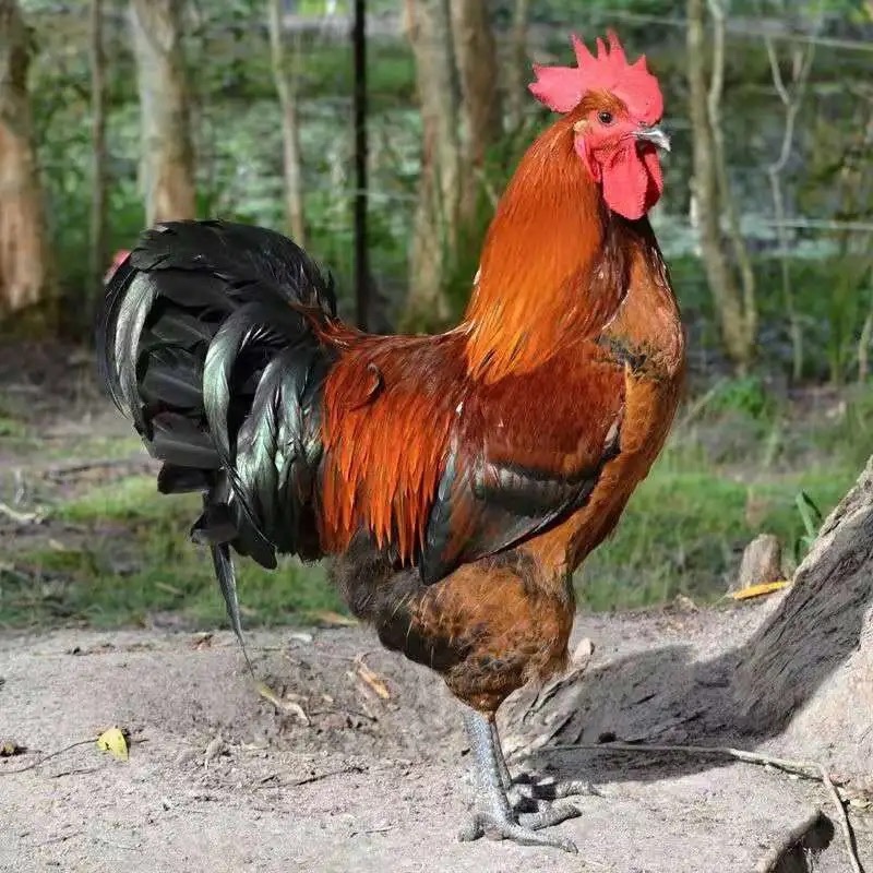 巨型九斤红红玉大公鸡半斤左右脱温鸡纯种批发零售