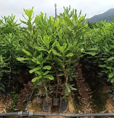 [坚果苗批发]澳洲坚果苗价格11.50元/棵 - 一亩田