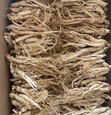 特价6年长白山生晒参无硫天然用药干人参