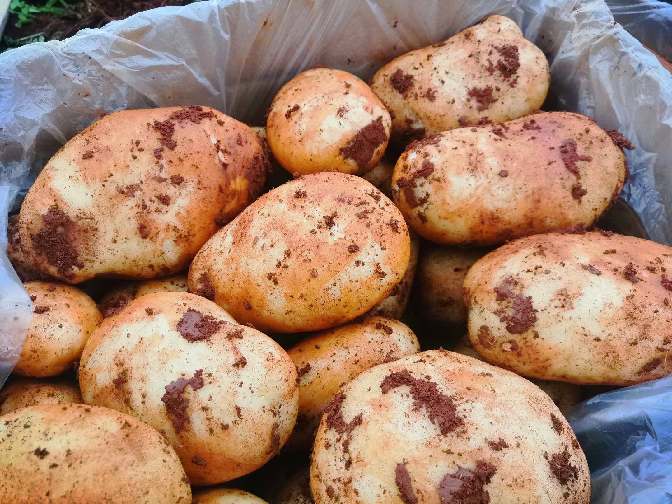 云南文山市平远镇红土土豆果型好亮色没老皮中果2两起