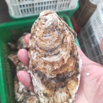 大连冷水生蚝北纬39度冷水生蚝新鲜直达，码头直供。