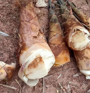 可以生吃的水果笋,笋中贵族