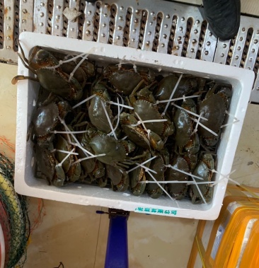 [青蟹批发]青蟹膏蟹肉蟹小菜蟹大红膏小红膏蝤蠓鲟青蟹价格108.